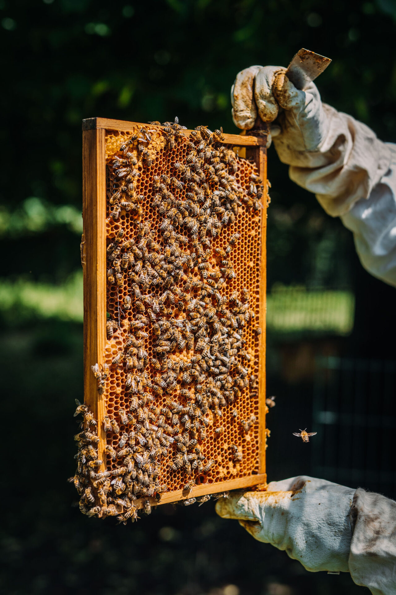 Imker houdt bijenraam omhoog met bijenraat en broed.